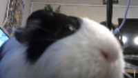 Ayo What The Fu- Meme Sound Effect
